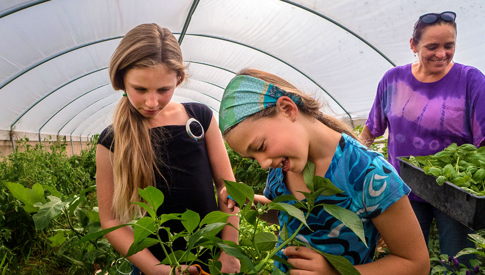 Children looking at basil plant in organic greenhouse.