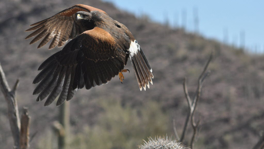 A harris hawk in flight above a cactus.